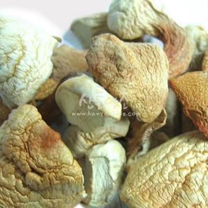 아가리쿠스버섯(중국) 500g
